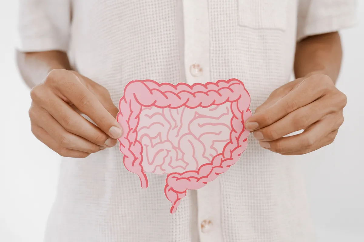 Eien Person hält eine Schemadarstellung des Darm vor den Körperbreich