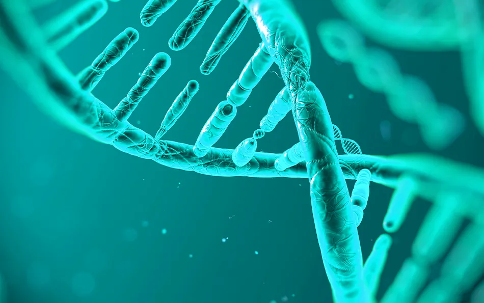 Schemadarstellung einers DNA Strang